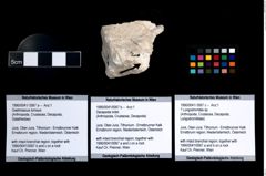 Foto (Objekt + Etikett) von Decapoda indet.  (NHMW-GEO-1990-0041-0067b)